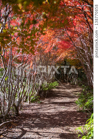 Maruyama Park, Odai Town, Mie Prefecture: A tunnel of Enkianthus perulatus trees, creating an image of an autumn forest. Maruyama Park, Odai Town, Mie Prefecture: A tunnel of Enkianthus perulatus trees, creating an image of an autumn forest. 138770858