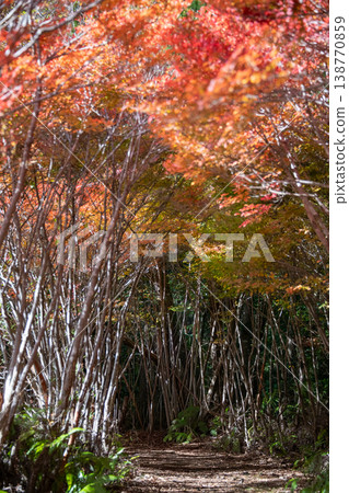 三重縣大台町丸山公園:由垂吊竹梅樹構成的隧道,營造出秋日森林的景象。 三重縣大台町丸山公園:由垂吊竹梅樹構成的隧道,營造出秋日森林的景象。 138770859
