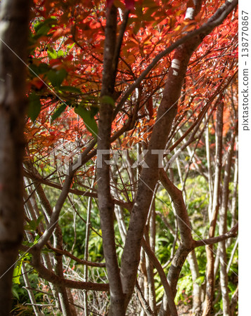 三重縣大台町丸山公園：由垂吊竹梅樹構成的隧道，營造出秋日森林的景象。 138770867