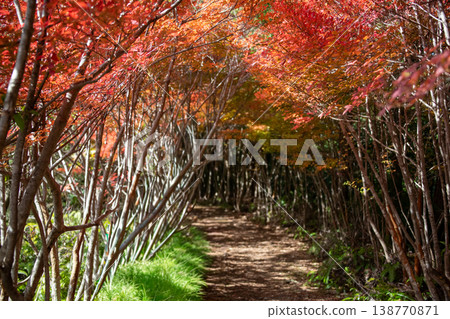 Maruyama Park, Odai Town, Mie Prefecture: A tunnel of Enkianthus perulatus trees, creating an image of an autumn forest. Maruyama Park, Odai Town, Mie Prefecture: A tunnel of Enkianthus perulatus trees, creating an image of an autumn forest. 138770871