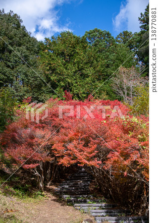 三重縣大台町丸山公園：由垂吊竹梅樹構成的隧道，營造出秋日森林的景象。 138770881