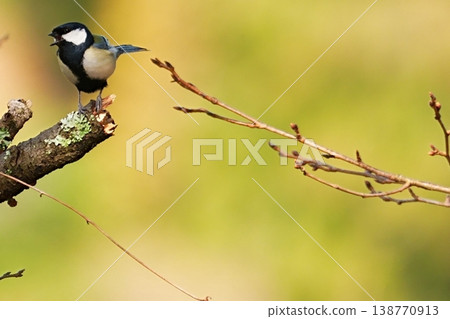 A singing titmouse against a spring-colored background. 138770913