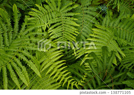 Fern background material Fern background material 138771105