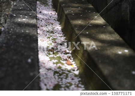 Cherry blossom ditch Cherry blossom ditch 138771171