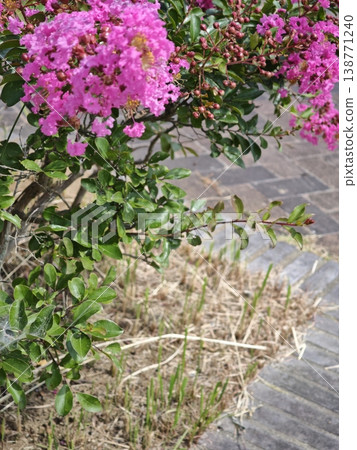 Vibrant pink crape myrtle Vibrant pink crape myrtle 138771240