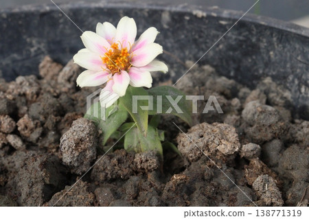 Zinnia angustifolia flower plant on nursery Zinnia angustifolia flower plant on nursery 138771319