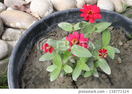 Zinnia angustifolia flower plant on nursery Zinnia angustifolia flower plant on nursery 138771324