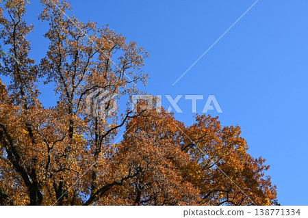 Autumn leaves and blue sky Autumn leaves and blue sky 138771334