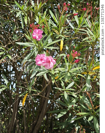 Vibrant pink oleander 138771346