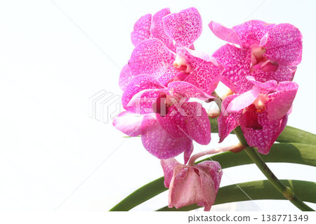 Vanda orchid flower plant on hanging pot in farm Vanda orchid flower plant on hanging pot in farm 138771349
