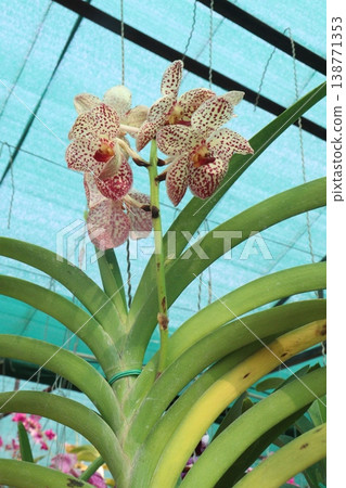 Vanda orchid flower plant on hanging pot in farm Vanda orchid flower plant on hanging pot in farm 138771353