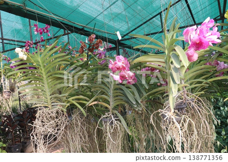 Vanda orchid flower plant on hanging pot in farm Vanda orchid flower plant on hanging pot in farm 138771356