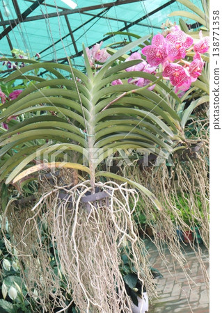 Vanda orchid flower plant on hanging pot in farm Vanda orchid flower plant on hanging pot in farm 138771358