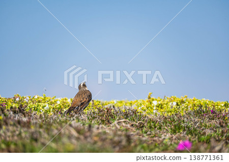 A thrush standing in a meadow full of spring flowers. A thrush standing in a meadow full of spring flowers. 138771361