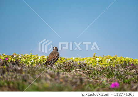 A thrush standing in a meadow full of spring flowers. A thrush standing in a meadow full of spring flowers. 138771365