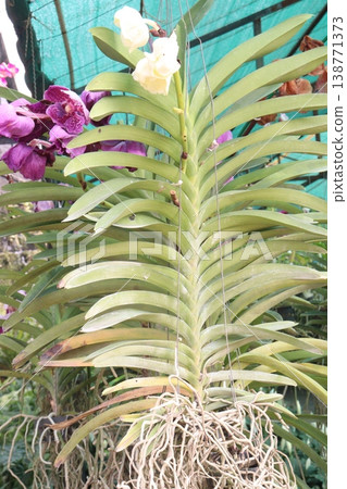 Vanda orchid flower plant on hanging pot in farm Vanda orchid flower plant on hanging pot in farm 138771373
