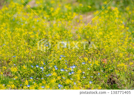 A cluster of fully bloomed dog's pea and speedwell. 138771405