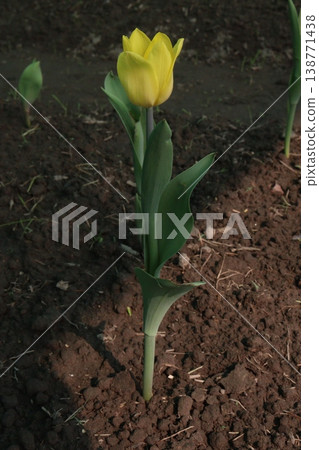Tulip flower plant on field in farm for harvest Tulip flower plant on field in farm for harvest 138771438