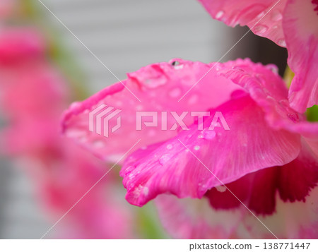Drops on Gladiolus communis Drops on Gladiolus communis 138771447