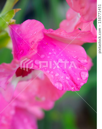 Macro view of water droplets on a gladiolus flower Macro view of water droplets on a gladiolus flower 138771451