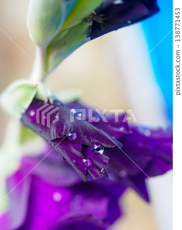 Water droplets on a purple gladiolus Water droplets on a purple gladiolus 138771453