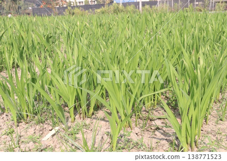 Tuberose flower plant on farm for harvest 138771523