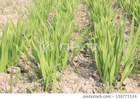 Tuberose flower plant on farm for harvest 138771524