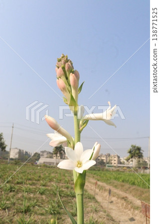 Tuberose flower plant on farm for harvest 138771525