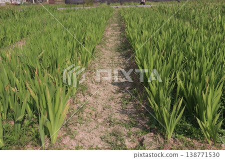 Tuberose flower plant on farm for harvest Tuberose flower plant on farm for harvest 138771530