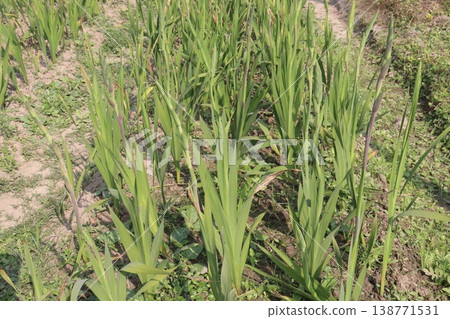 Tuberose flower plant on farm for harvest Tuberose flower plant on farm for harvest 138771531