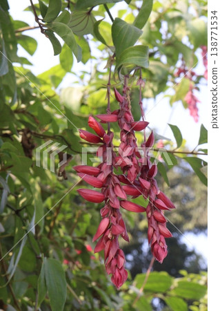 Thunbergia coccinea flower plant on nursery Thunbergia coccinea flower plant on nursery 138771534