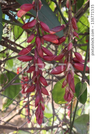 Thunbergia coccinea flower plant on nursery Thunbergia coccinea flower plant on nursery 138771535