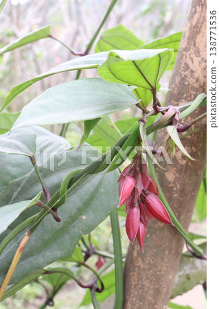 Thunbergia coccinea flower plant on nursery Thunbergia coccinea flower plant on nursery 138771536