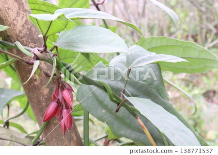 Thunbergia coccinea flower plant on nursery Thunbergia coccinea flower plant on nursery 138771537