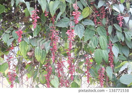 Thunbergia coccinea flower plant on nursery 138771538
