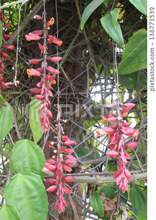 Thunbergia coccinea flower plant on nursery Thunbergia coccinea flower plant on nursery 138771539