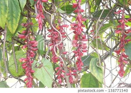 Thunbergia coccinea flower plant on nursery Thunbergia coccinea flower plant on nursery 138771540