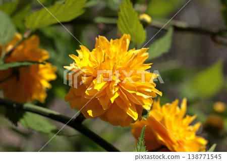 黃花 黃花 138771545