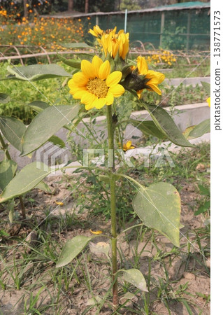 sunflower plant on farm for harvest 138771573