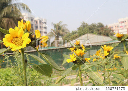 sunflower plant on farm for harvest sunflower plant on farm for harvest 138771575