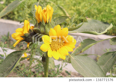 sunflower plant on farm for harvest 138771576