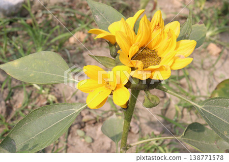 sunflower plant on farm for harvest sunflower plant on farm for harvest 138771578