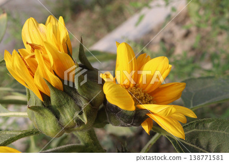 sunflower plant on farm for harvest sunflower plant on farm for harvest 138771581