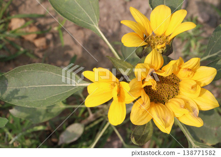 sunflower plant on farm for harvest sunflower plant on farm for harvest 138771582