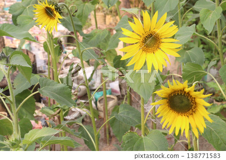 sunflower plant on farm for harvest 138771583