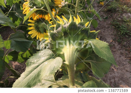 sunflower plant on farm for harvest sunflower plant on farm for harvest 138771589