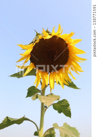 sunflower plant on farm for harvest 138771591
