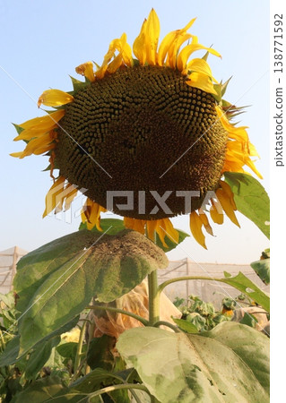 sunflower plant on farm for harvest 138771592