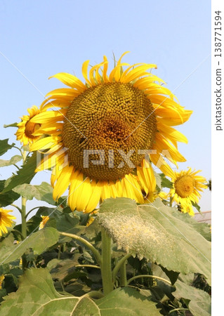 sunflower plant on farm for harvest 138771594