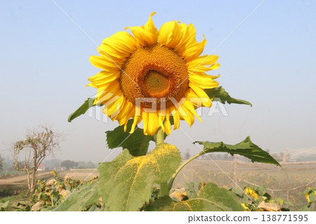 sunflower plant on farm for harvest sunflower plant on farm for harvest 138771595